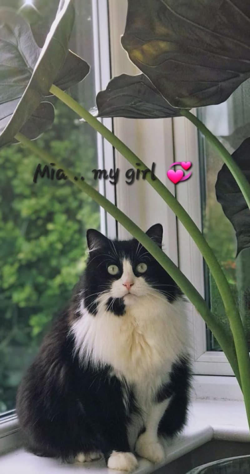 A long-haired black-and-white cat on a sunny windowsill beside a houseplant before its groom