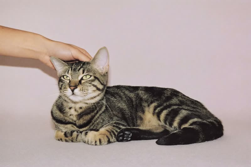 A settled tabby cat resting after a grooming appointment
