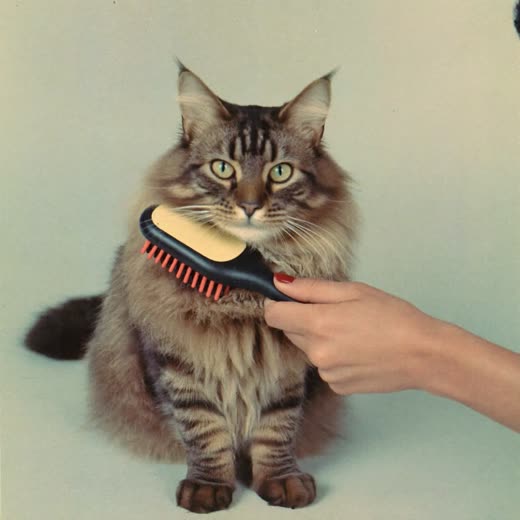 A long-haired cat being brushed during a de-shedding groom