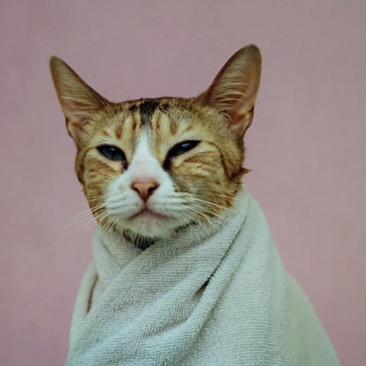 A freshly bathed cat wrapped in a towel